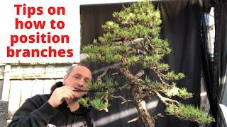 Tips on how to position branches for bonsai