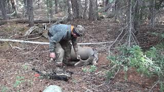 The find of Braygans 1st Archery Deer 2018