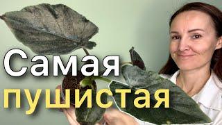 Посадка в Leshuza на фитиль  АЛОКАЗИИ Анторо Вельвет / Alocasia Antoro Velvet. Новинка!