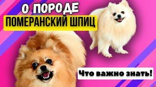 Dog breed Pomeranian Spitz  features, character, dog care