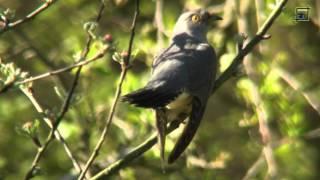 Koekoek paartje op Ecotouristfarm De Biezen 20150421