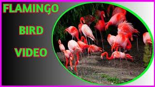 Flamingo bird | Flamingo bird video | Flamingo bird dance | Flamingo bird in hindi | parvez india