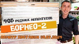 405 редких непентесов! Осмотр поставки! БОРНЕО-2