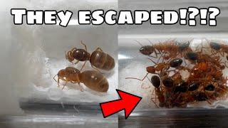 The Most Aggressive Ant Species I Have EVER Owned!! Dream Ant Species Unboxing From My Antics