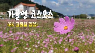 [8K 고화질 영상] 가을엔 코스모스~