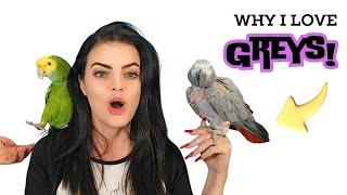 10 Fun & Randomly Interesting Facts About African Greys  | #africangrey