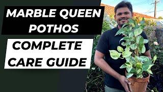 Marble Queen Pothos Complete Care Guide | Easiest Way to Care for Marble Queen Pothos