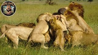 African Lions - The Life of Survival in the Savannahs #wildanimals| Reino Animal