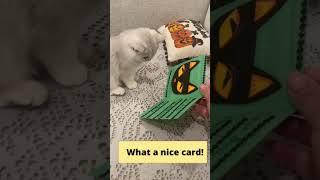 Kittens learn to READ