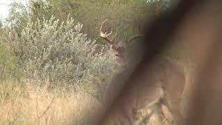 Julia shoots a Giant 8 point with her bow