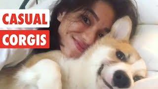 Casual Corgis | Funny Dog Video Compilation 2017