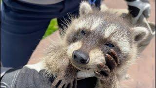 A Job For The Pros! | Raccoon Family In Chimney