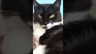сколько витаминов не пей...#мурка#котик#юмор#шортс#2025 .