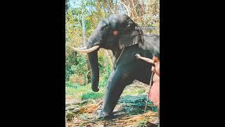 #aanachantham # kariveeran #vettathu #gopi #kannan #appu #aanapraanthan #thrissur