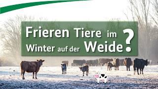 Frieren Tiere im Winter auf der Weide?