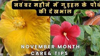 Hibiscus Plant November Care Tips  #TGM Gardening