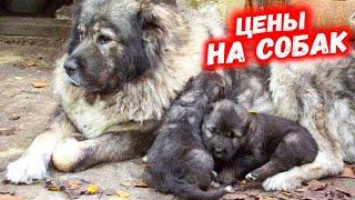 СОБАЧИЙ РЫНОК В ТАШКЕНТЕ ЯНГИАБАД. ИТ БАЗАР