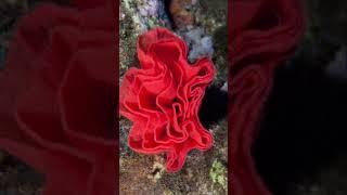 A Spanish Dancer Sea Slug