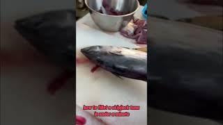 How to fillet a skipjack tuna - [tutorial]