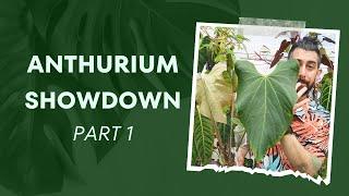  Anthurium Showdown: Easy Finds  Part 1