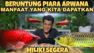 KUNCI Manfaat memelihara ikan ARWANA FAKTA atau MITOS tapi pada jenis ikan arwana ?