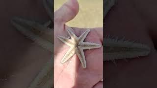 Six-pointed starfish!
