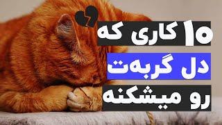 با انجام این ۱۰ تا کار، احساسات گربه ات جریحه دار میشه!