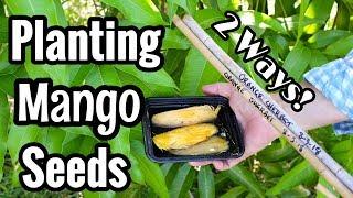 Planting 'Orange Sherbet' Mango Seeds: 2 Ways!