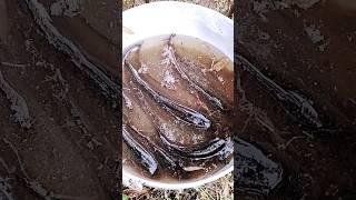 black  fish #shorts #trending #viral #ytshorts
