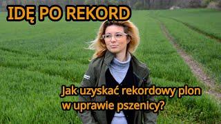 Jak uzyskać rekordowy plon w uprawie pszenicy? Idę po rekord #2