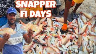 EPIC 6HRS LANE SNAPPER FISHING WITH THE SNAPPER PROS, NET FISHING‼️