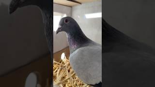 New addition to the breeding loft #ceyxloft #racingpigeons #pigeonracing #pigeon