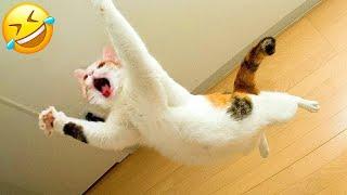 THE FUNNIEST PET VİDEOS OF THE YEAR!  | BEST COMPİLATİONSPART 17