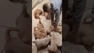 Hilarious and cute hungry golden retriever puppies. #goldenretriever #puppy #goldie #cuteanimals