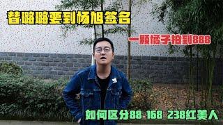 替璐璐要到杨旭签名，一颗橘子拍到888元，阿挺家红美人有何魔力【阿挺的房车视界】