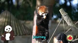 Discover the Enchanting World of Red Pandas: Conservation, Behavior, and More! #panda