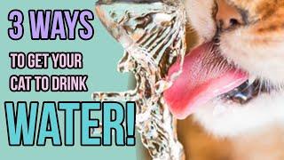 3 Ways I'm Getting My Cats to Drink More Water