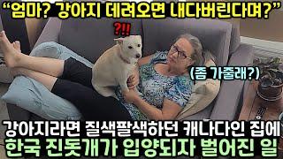 강아지라면 질색팔색하던 캐나다인 집에 한국 진돗개가 입양되자 벌어진 일