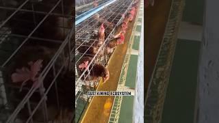 Aquaculture #aquaculture #breeding