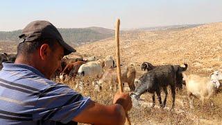 عصا وحجر