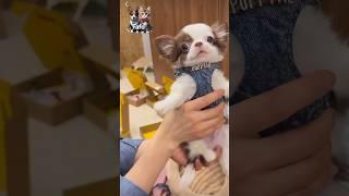 #shots#See how this little dog is getting ready#Look at this little dog looking so#cute#dog funny