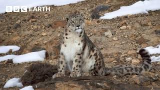 Filming A Family of Snow Leopards | The Making of Asia | BBC Earth