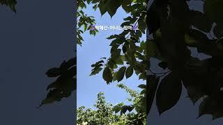 #박혜신 #떠나는임아 #2023 #현역가왕 #트로트 #힐링 #7080 #추억의노래 #부산광안리