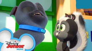 Stinky Stuff is Everywhere | Music Video| Puppy Dog Pals | Disney Junior