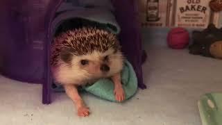 Hedgehog Wakes up From Nap - 986478