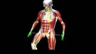 Motion Data captured in the BioDigital Human