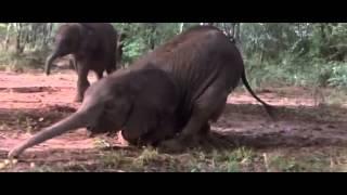 Afrika'da Hayvanları Sarhoş Eden Meyve: Marula