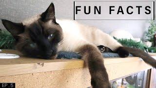 Fun Facts about Siamese Cats