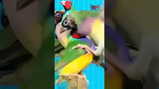 Gouldians beauties||Colourful bird in the world||Mps farm#finches