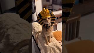 This Cat Became A Pharaoh 
